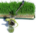 wheat grass juice - Rejuvenate the body