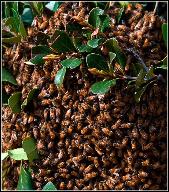 Bee Pollen and Venom