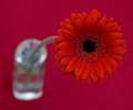 Gerbera