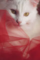 white cat / red mesh