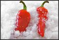 Chilly Peppers