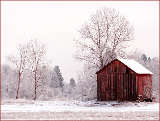 Frosty Morning