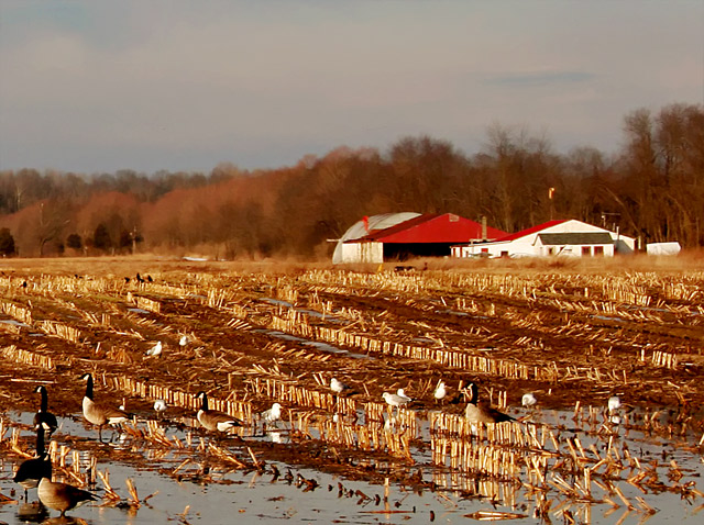 Hangar, Gulls and Geese