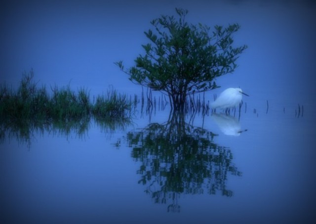 Egret In Salt Marsh