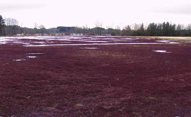 Cranberry Bog Red