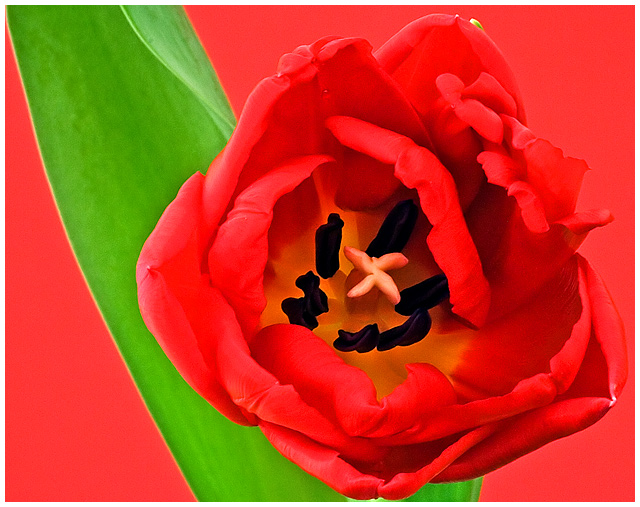 Red Tulip