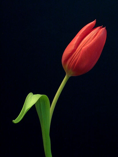 Tulip