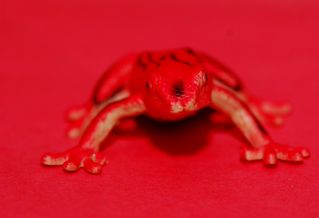 Fire Frog