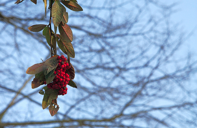 Brightens up a winter day