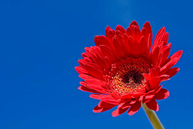 Red Gerbera Daisy