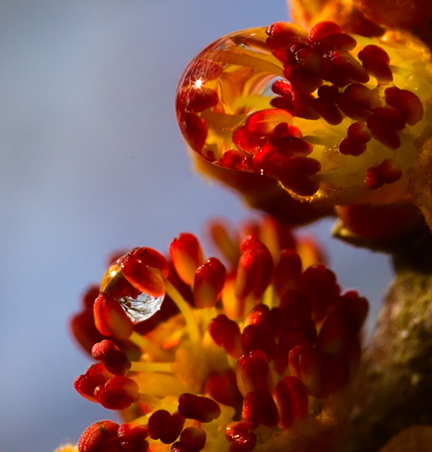 Maple buds