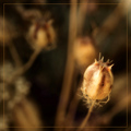 Pod