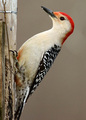 Red Bellied Woodpecker