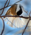 “Aren’t they like a peacock’s tail?”…vanity of a Great Tit without a mirror