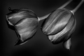 Black tulips