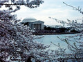 The Jefferson Memorial