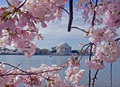 Spring In Washington D.C.