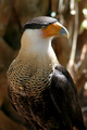 Crested Caracara