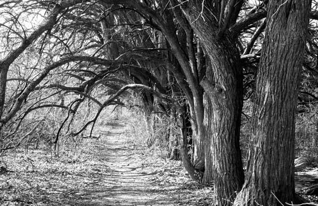 The Path I Have Chosen
