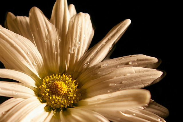 Daisy Floating in Black Water