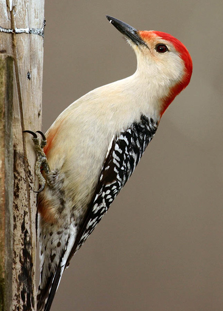 Red Bellied Woodpecker