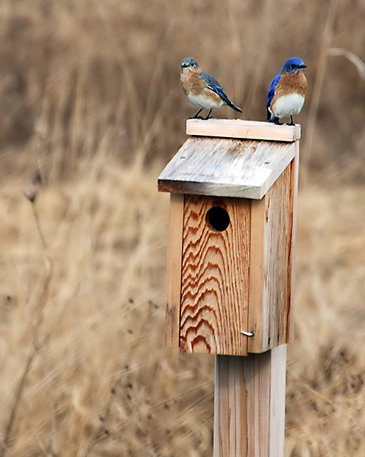 Bluebird Couple's New Home
