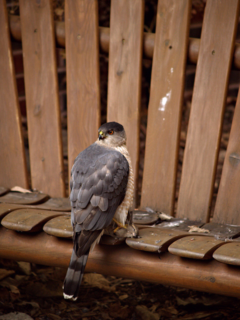 Coopers Hawk