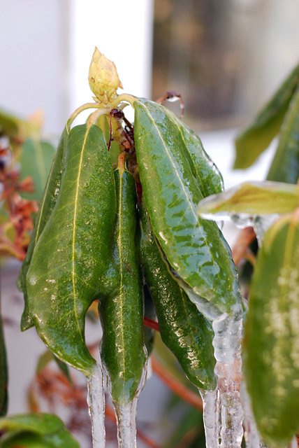 Ice Tree Leaves