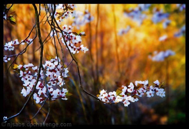 Amber Morning