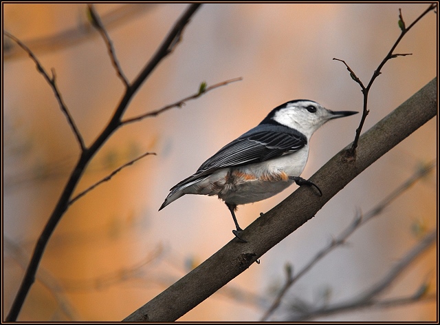 White-Breasted Nuthatch