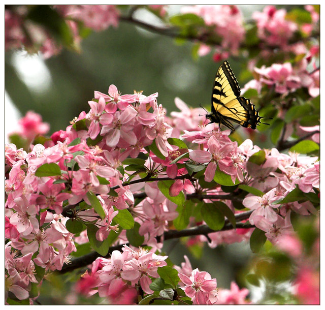 Spring Beauty