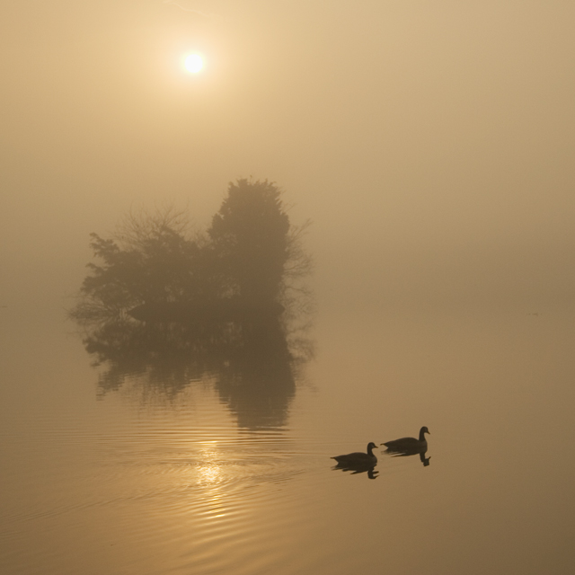 Morning fog reflections II