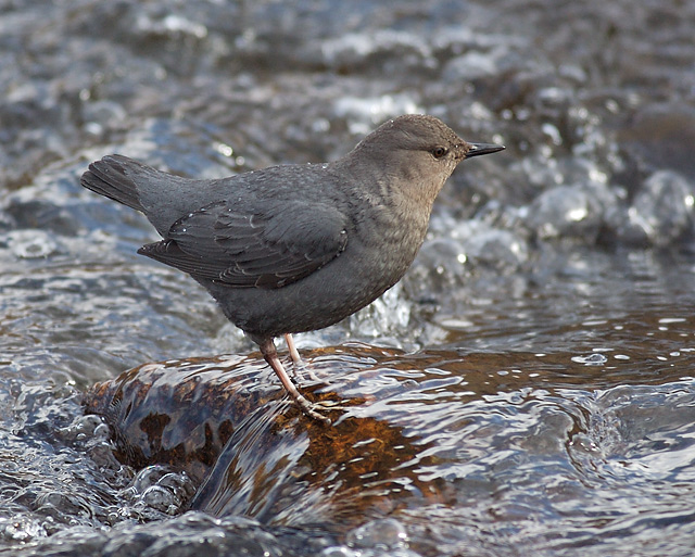 American Dipper_Water Ouzel