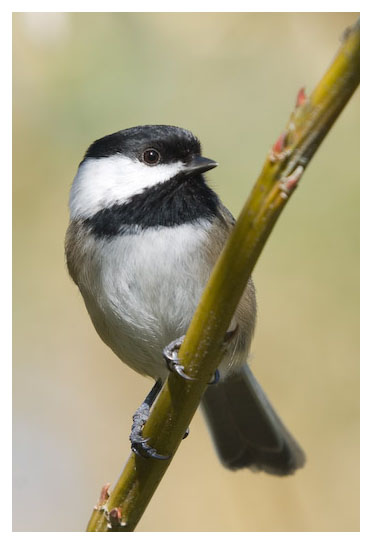 Chickadee