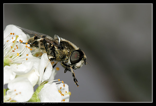 Pollen filter