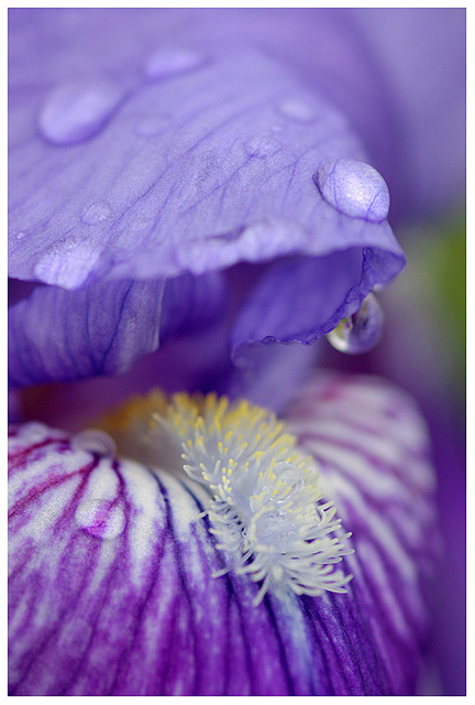 Violet Veins