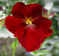 Circular Crimson