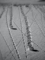 Circles In The Snow