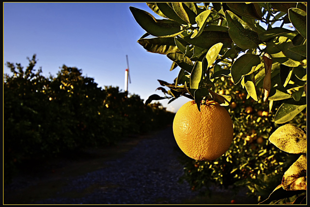 Orange at Dusk