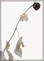 The rose died but the love blossomed and lives on...