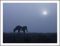 The Horse of Fog