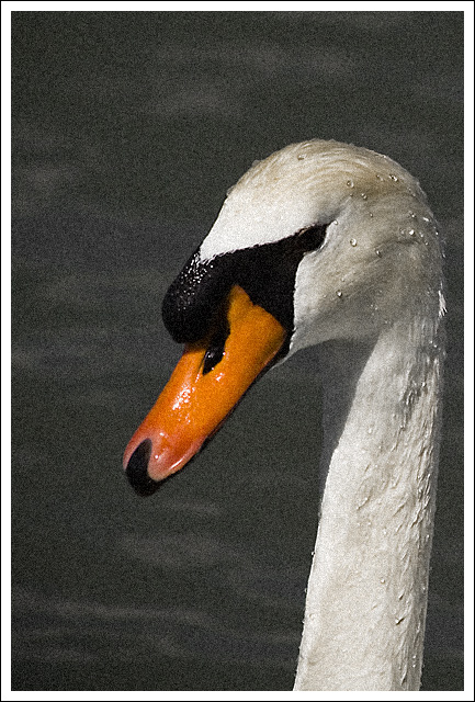 Swan