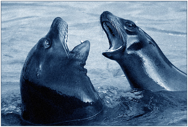 Seals In Conflict