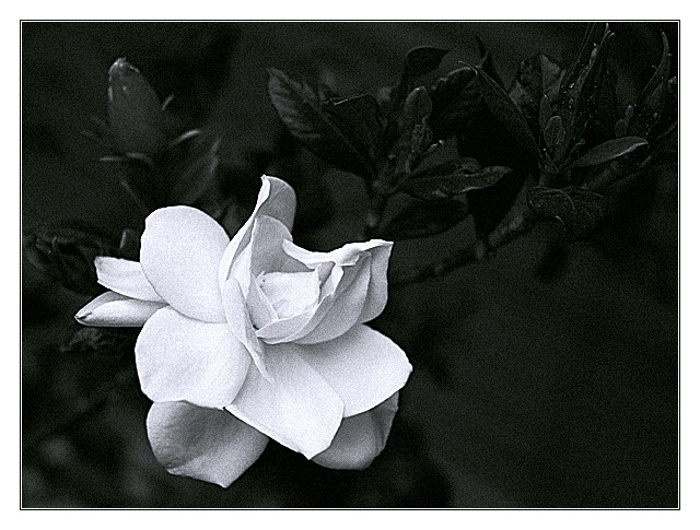 Ever so quiet Gardenia