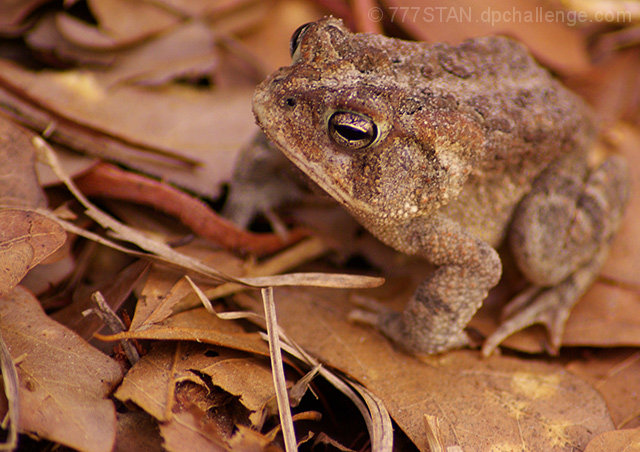 Camoufroge!