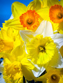 Spring Ahead!