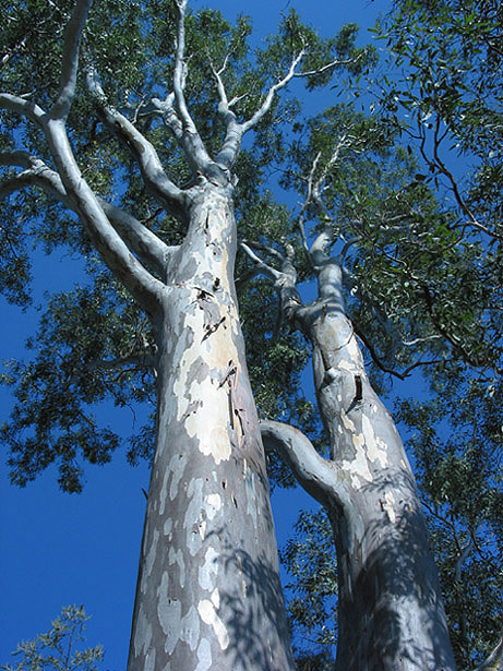 Giants of the Bush
