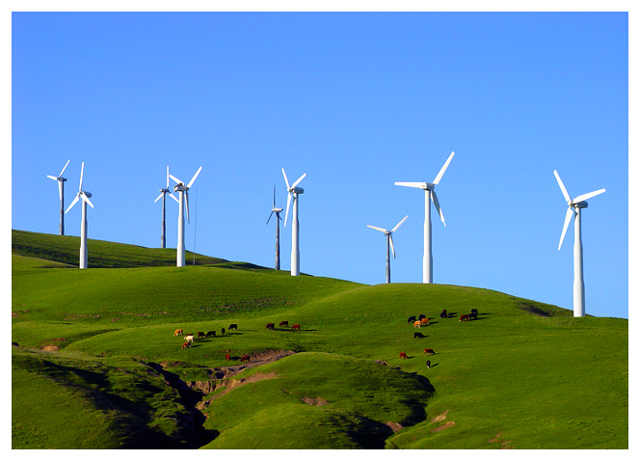 Windswept Pastures