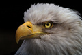 American Bald Eagle