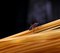 Spaghetti Climber